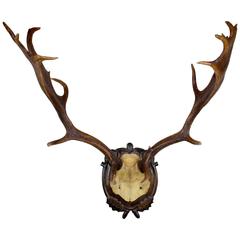 19th Century Habsburg Fallow Deer from Eckartsau Castle on Black Forest Plaque