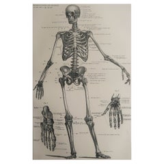 Skeleton d'origine à impression médicale, vers 1900
