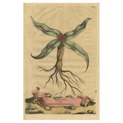 Botanical Engraving of Arrowhead from Munting’s 1696 Herbal Collection