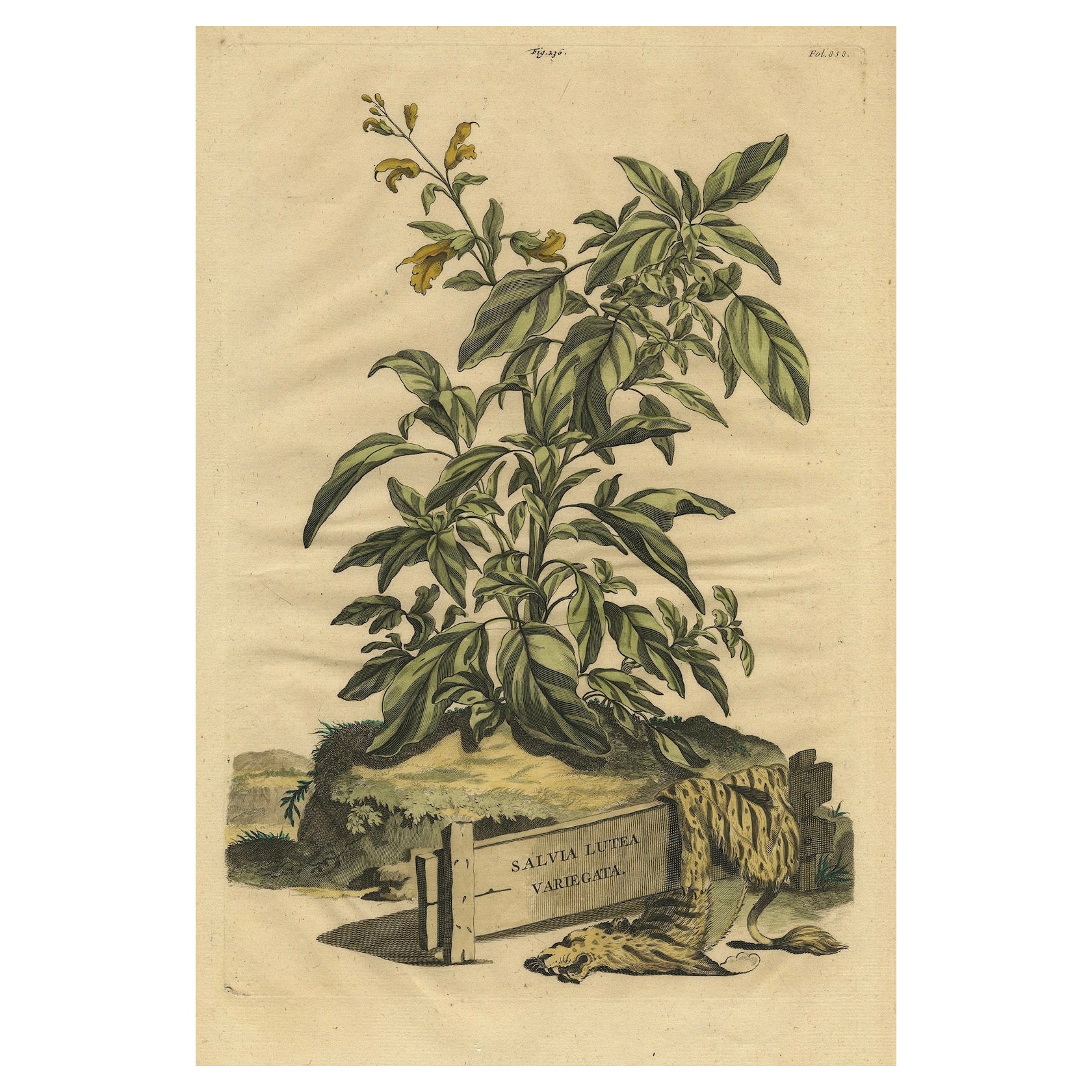 Botanical Illustration of Yellow Variegated Sage from Munting’s 1696 Herbal