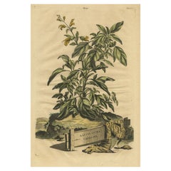 Illustrazione botanica di Sage variegata gialla dall'Erbario di Munting del 1696