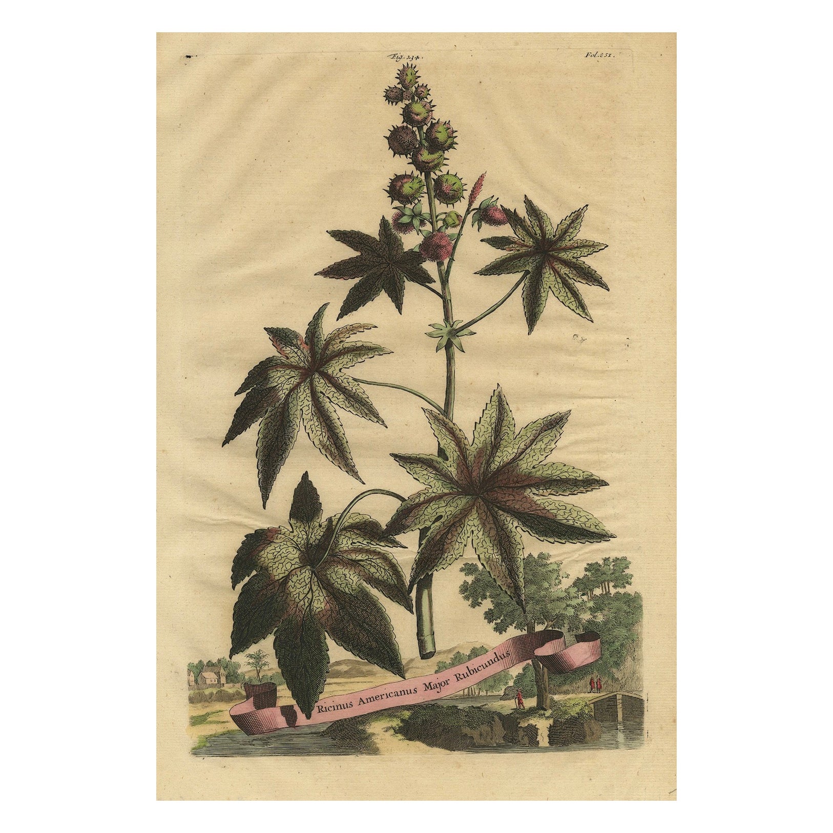 Ilustración botánica de la planta de ricino (Ricinus communis), 1696 en venta