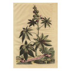 Illustrazione botanica della pianta del ricino (Ricinus communis), 1696