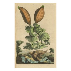 Illustrazione botanica di Soursop (Annona muricata) dall'Erbario di Munting del 1696