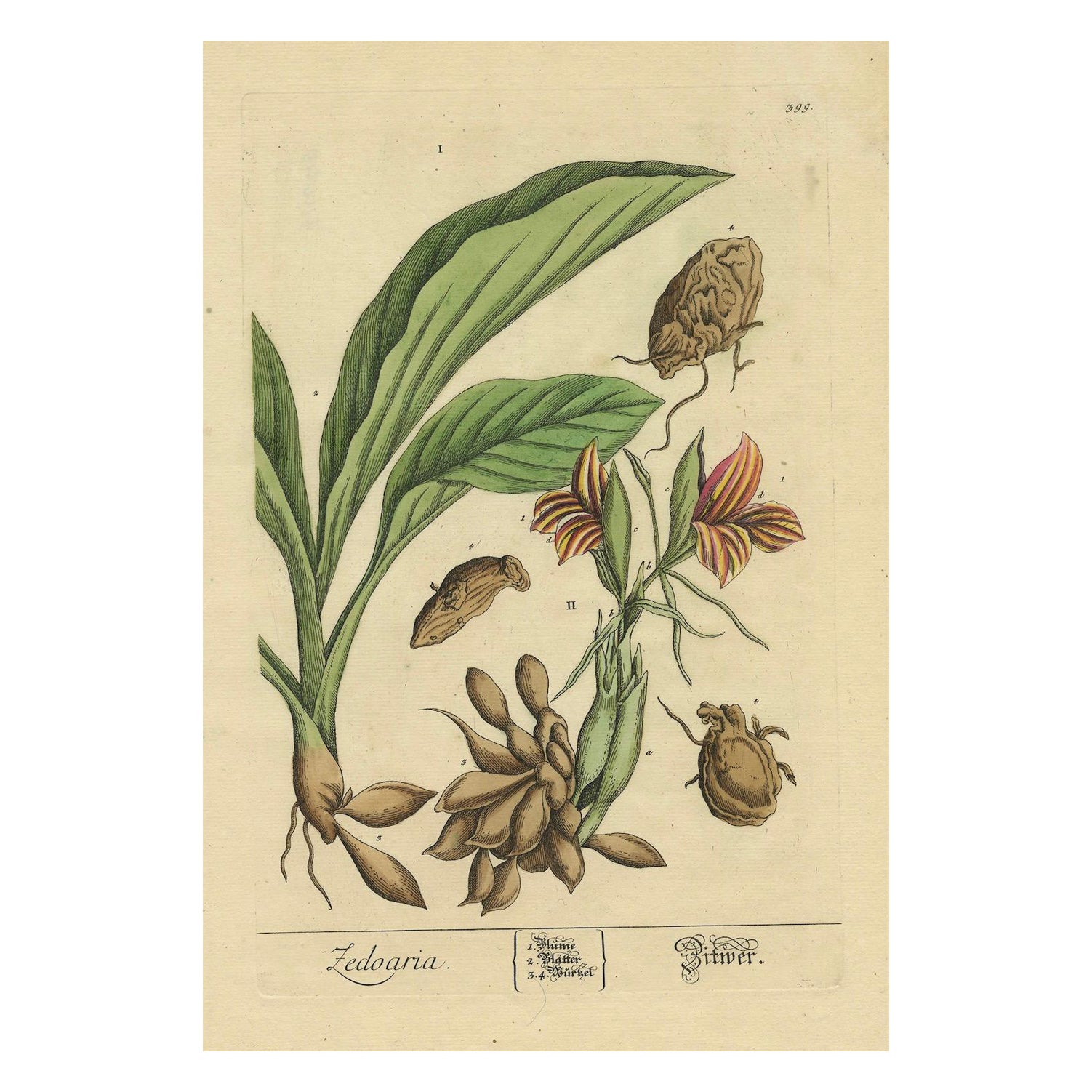 Botanicale Illustration des weißen Türkis (Curcuma zedoaria) von Blackwell, 1696 im Angebot