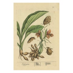 Illustrazione botanica della curcuma bianca (Curcuma zedoaria) di Blackwell, 1696