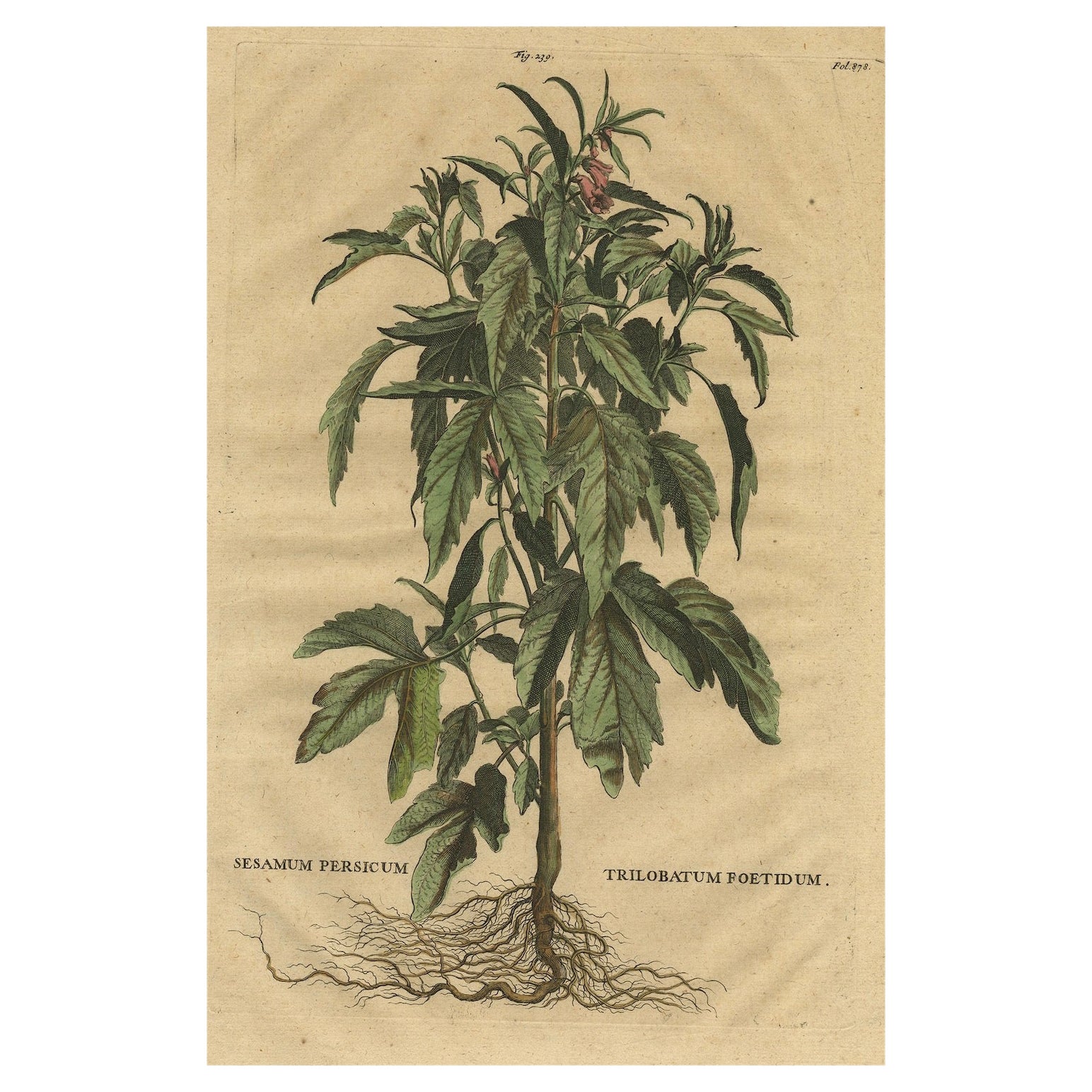 Ilustración botánica de la planta de sésamo (Sesamum indicum) - Herbolario de Munting de 1696