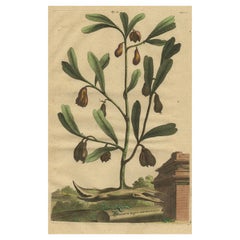 Illustrazione botanica della pianta di cardamomo (Cardamomum majus arborescens) , 1696
