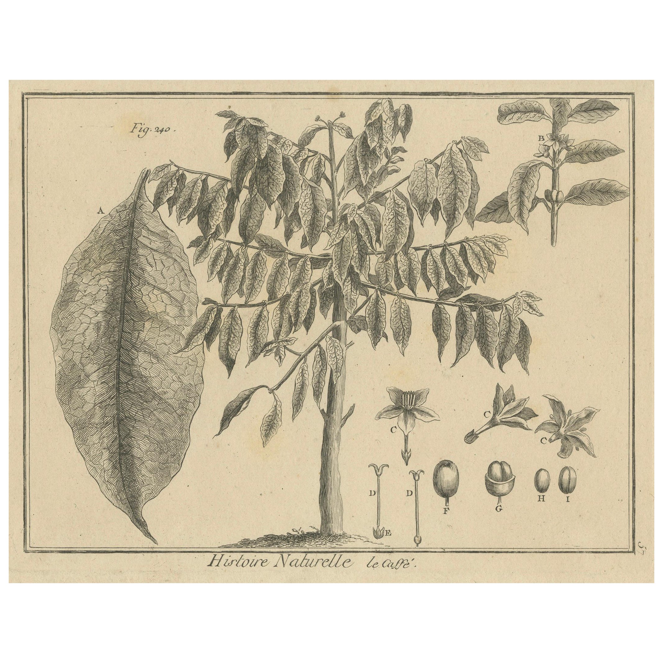 Incisione botanica dettagliata della pianta del caffè da Histoire Naturelle, 1780 ca.