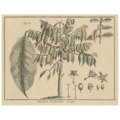 Incisione botanica dettagliata della pianta del caffè da Histoire Naturelle, 1780 ca.