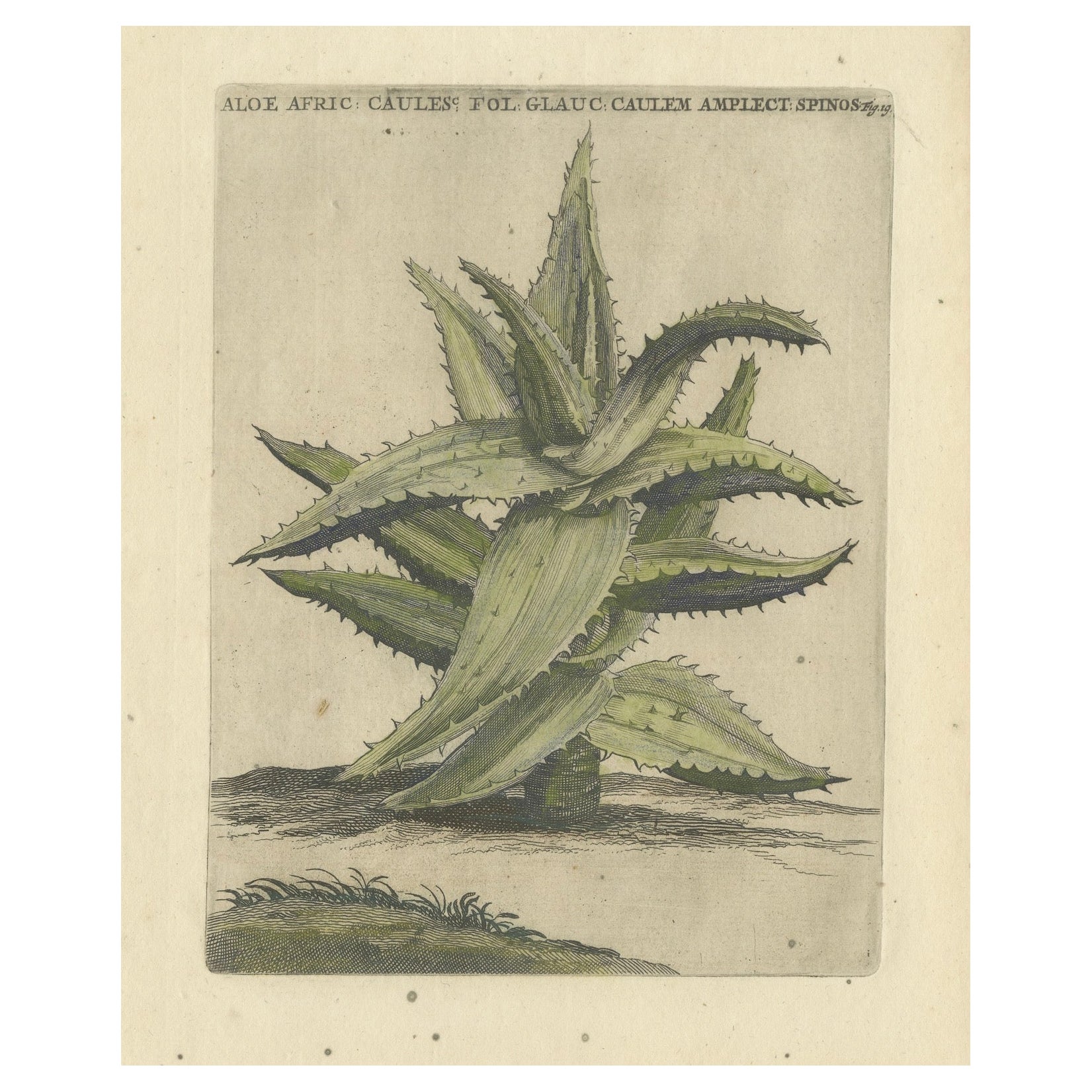 Caulescent African Aloe aus Caspar Commelins "Praeludia Botanica" - 1703
