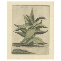 Aloès africain caulescent tiré de la "Praeludia Botanica" de Caspar Commelin - 1703
