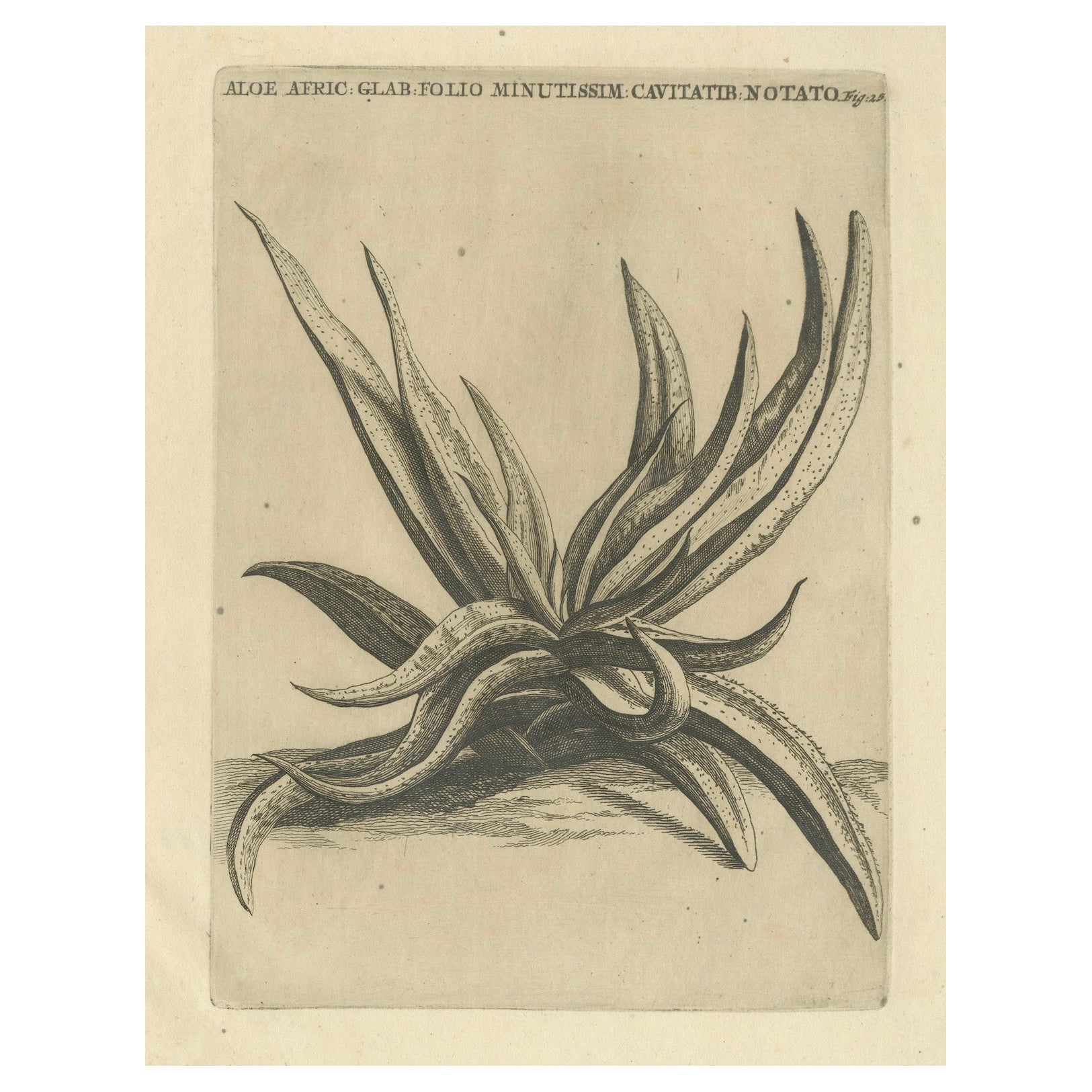 Botanischer Kupferstich einer afrikanischen Aloe aus Commelins "Praeludia Botanica", 1703