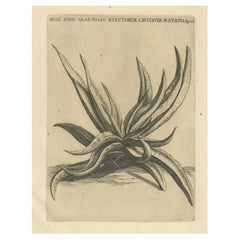 Botanical Engraving of African Aloe from Commelin’s "Praeludia Botanica", 1703