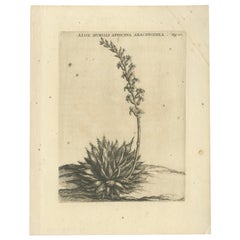 Aloe Humilis Africana Botanical Engraving from Caspar Commelin's Work, 1706