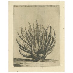 Aloe Afric Humilis Botanical Engraving from Caspar Commelin’s Work, 1706