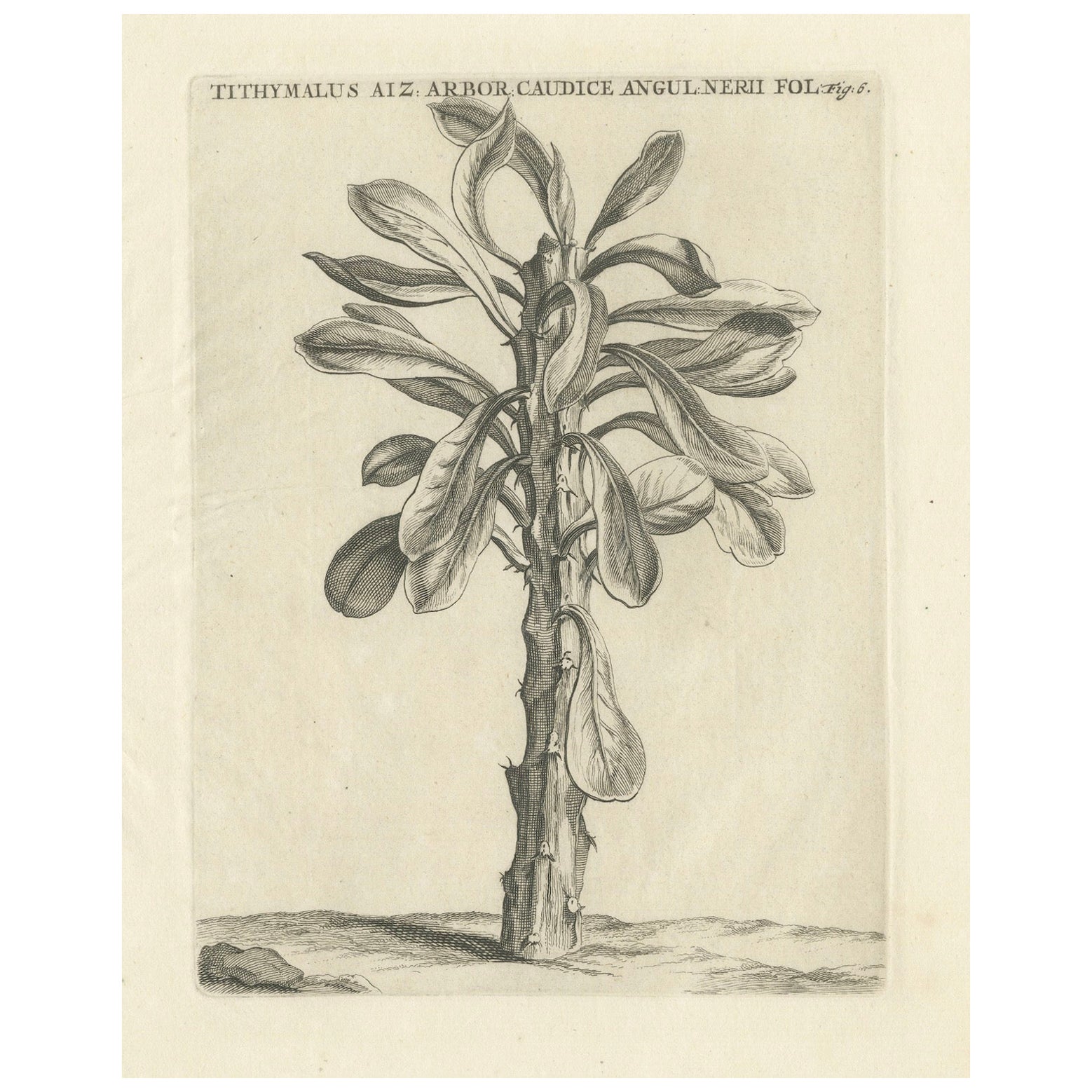 Botanischer Kupferstich von Tithymalus Aiz Arbor aus dem Werk von Caspar Commelin, 1706