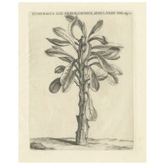 Gravure botanique de Tithymalus Aiz Arbor d'après l'œuvre de Caspar Commelin, 1706