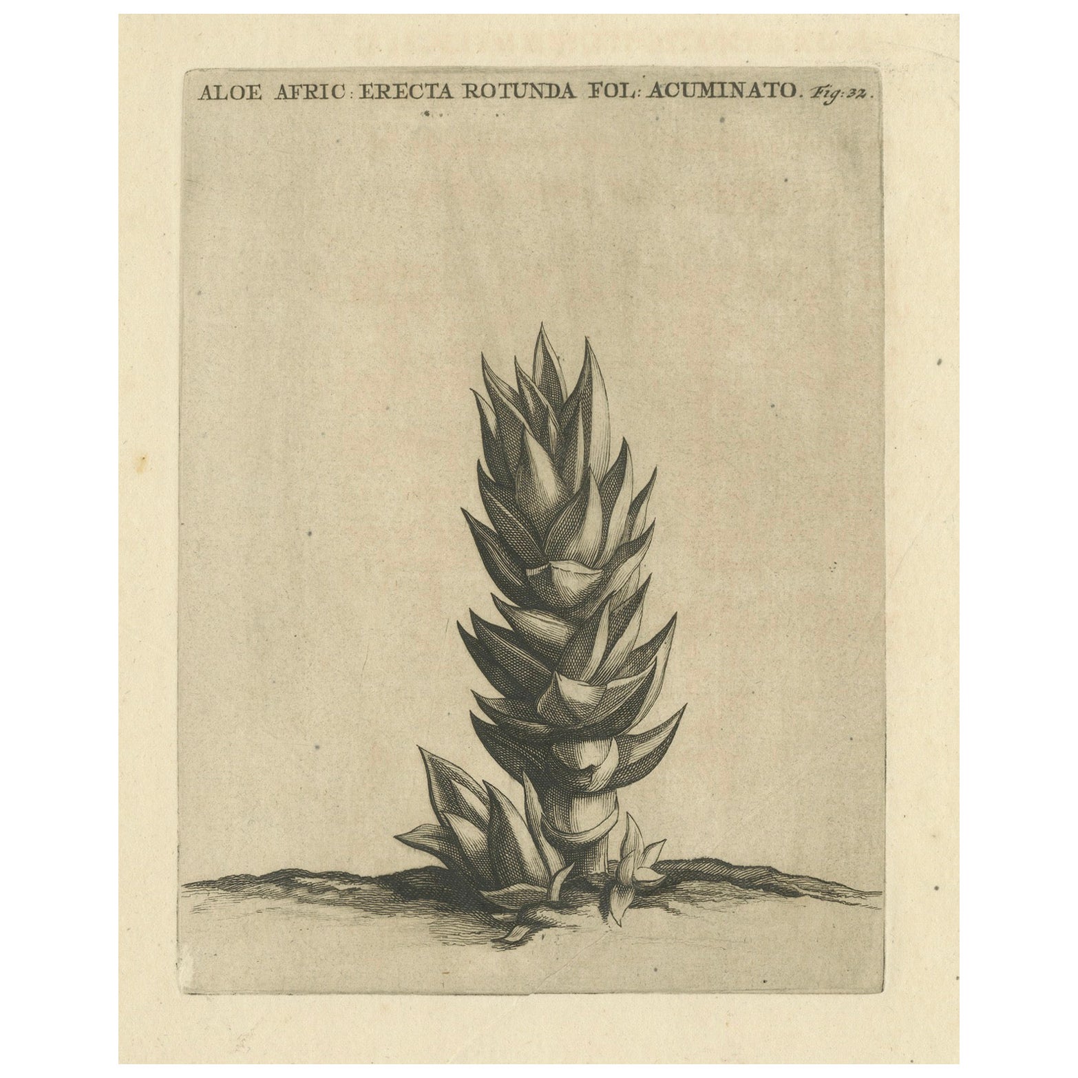 Botanischer Kupferstich der Aloe Afric Erecta aus dem Werk von Caspar Commelin, 1706