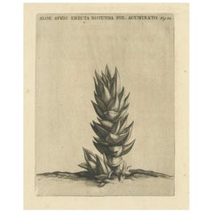 Botanical Engraving of Aloe Afric Erecta from Caspar Commelin's Work, 1706