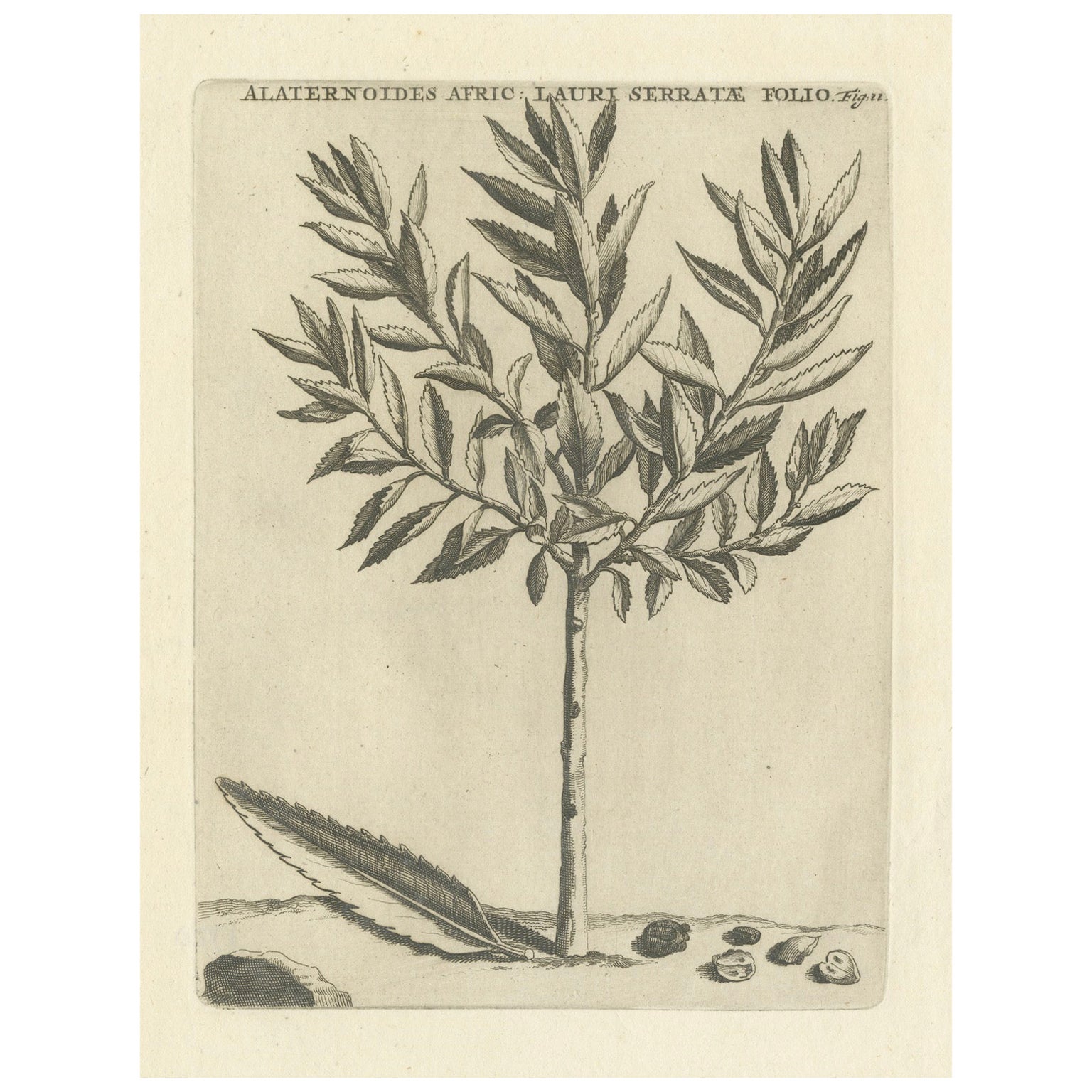 Botanicische Gravur von Alaternoides Afric Lauri Serratae aus Commelin, 1706