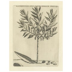 Botanical Engraving of Alaternoides Afric Lauri Serratae from Commelin, 1706