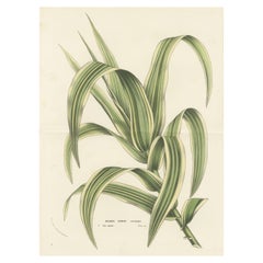 Junco gigante variegado: Litografía coloreada a mano de Louis van Houtte, 1855