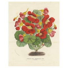 Dwarf Crimson Nasturtium („Tom Thumb“): handkolorierte Lithographie aus 1855