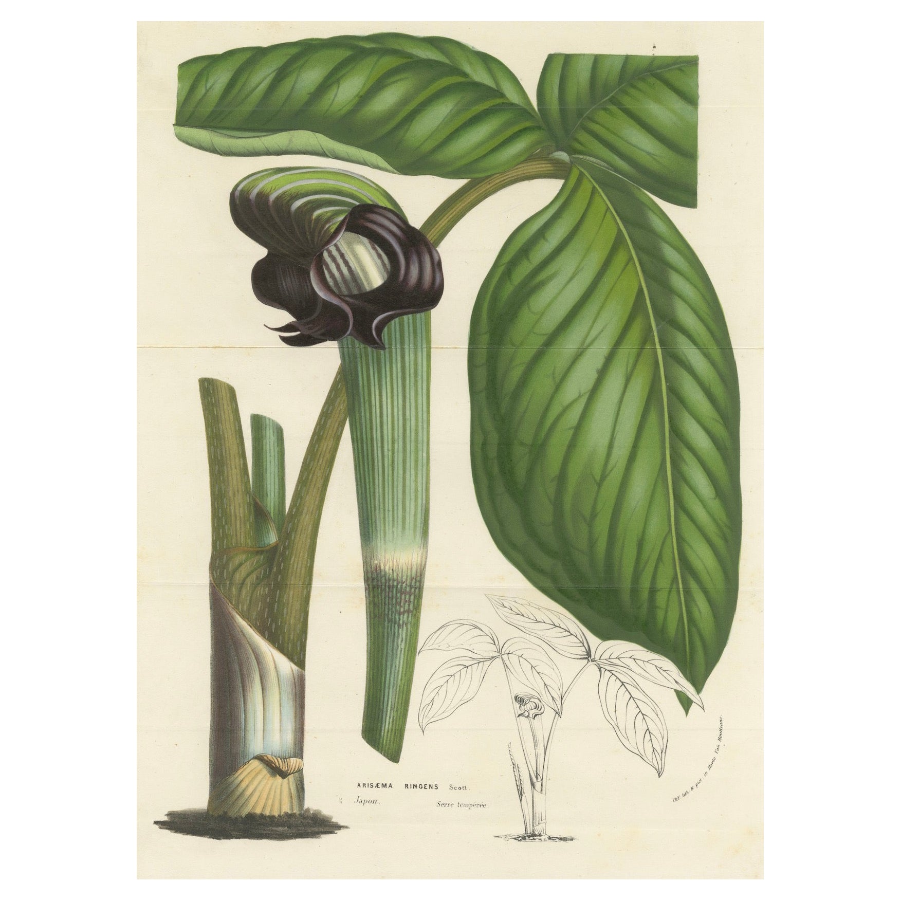 Cobra Lily: Hand-Colored Lithograph by Louis van Houtte, 1855