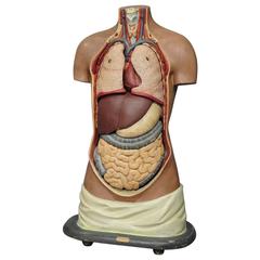 Antique 3D Anatomical Torso Made by Somo, circa 1930