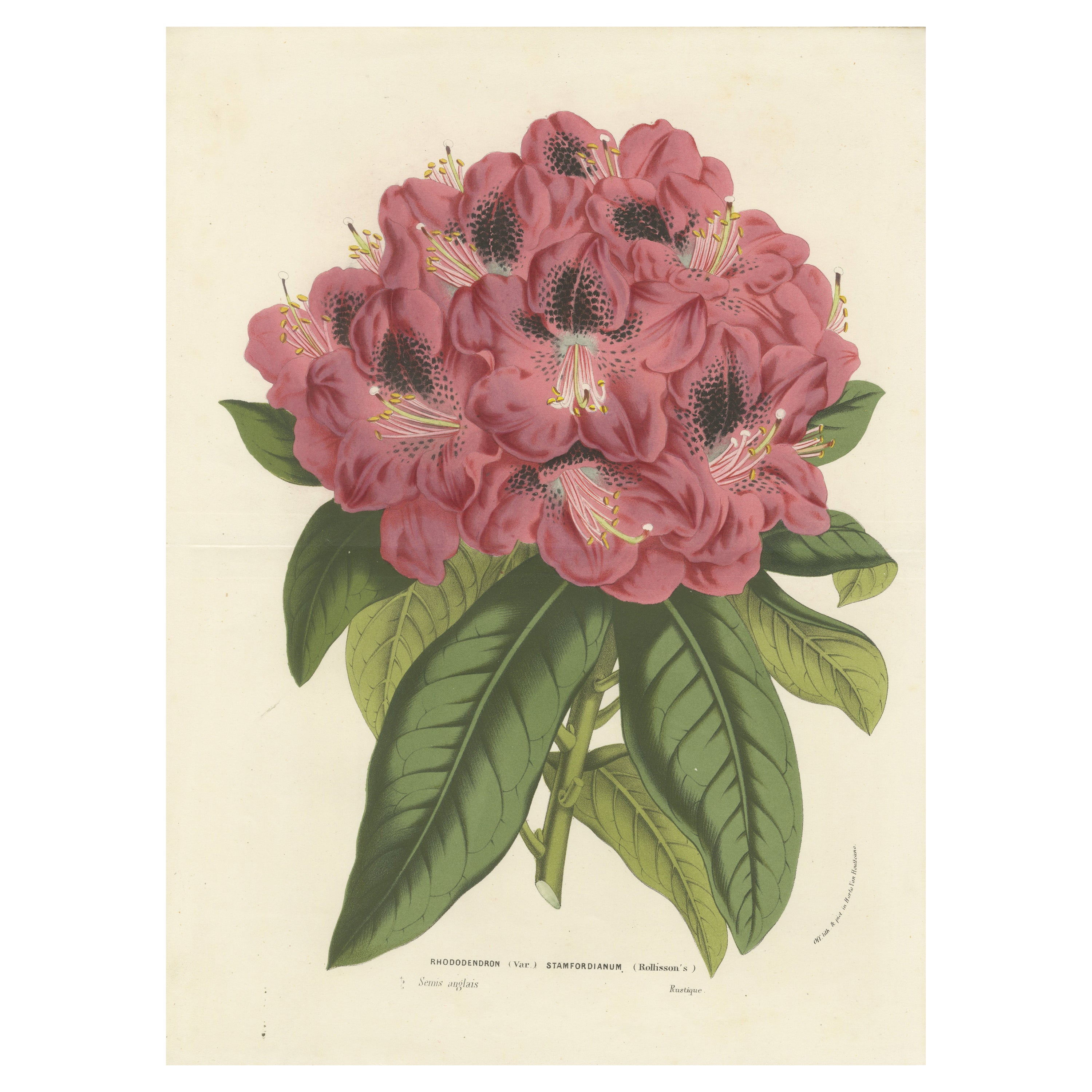 Rododendro de Stamford: Litografía coloreada a mano de Louis van Houtte, 1855