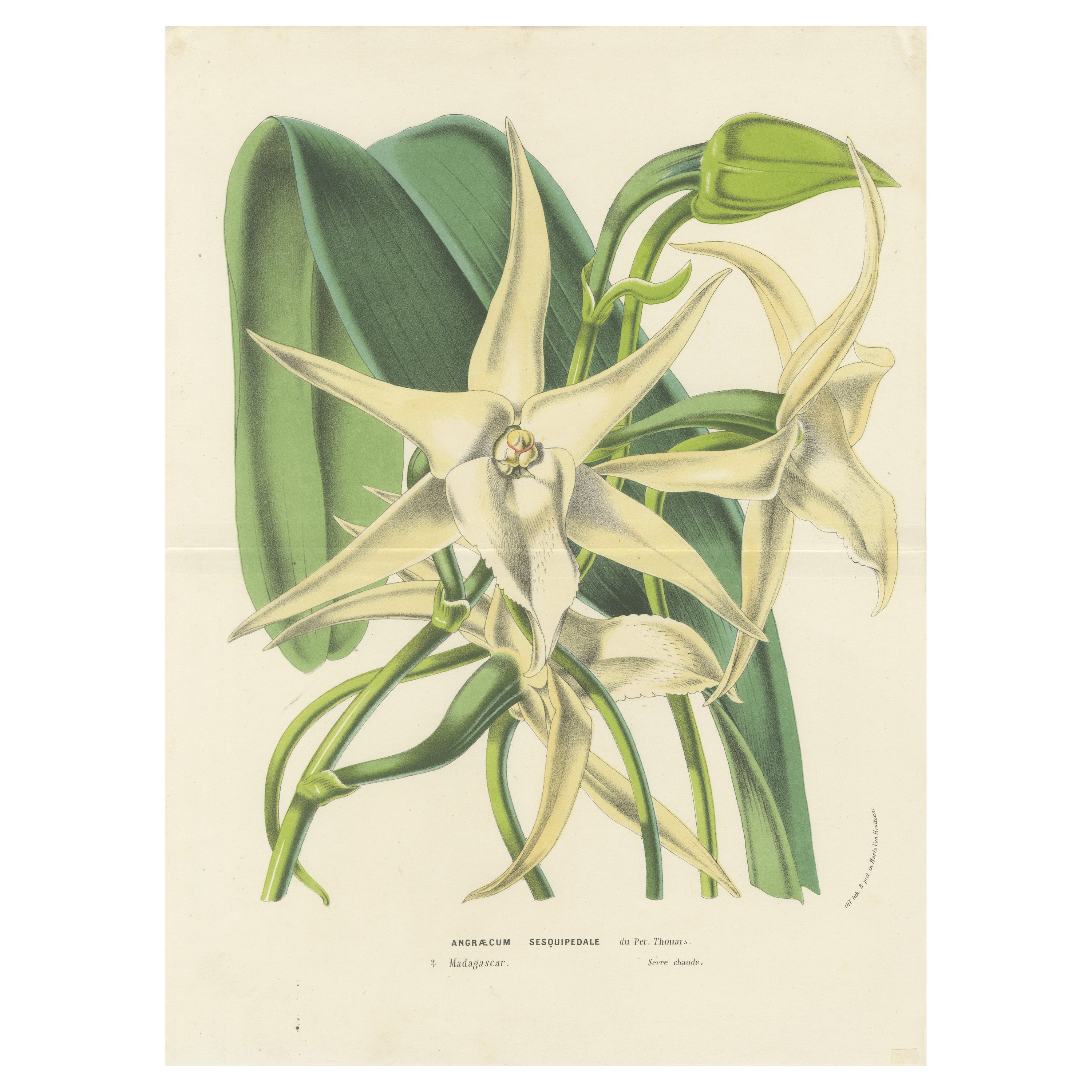 Comet Orchid (Darwin's Orchid): Hand-Colored Lithograph by Louis van Houtte 1855