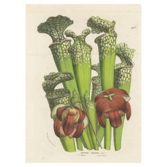 Planta jarro de Drummond: Litografía coloreada a mano de Louis van Houtte, 1855