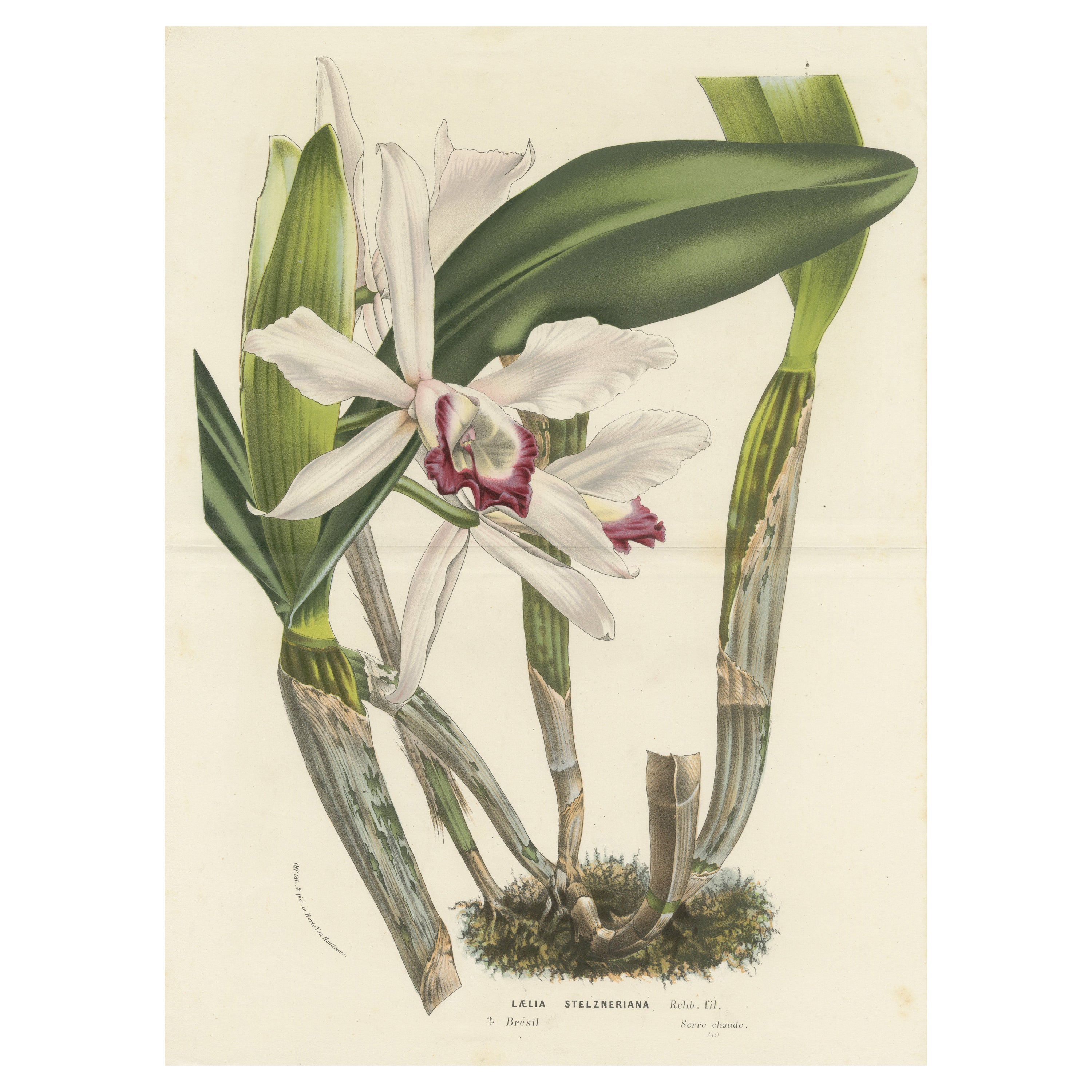 Stelzner's Laelia Orchid: Hand-Colored Lithograph by Louis van Houtte, 1855
