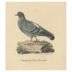 Franz Sturms Illustration der männlichen Bergstatue eines Erwachsenen aus dem Jahr 1830 (Columba livia)
