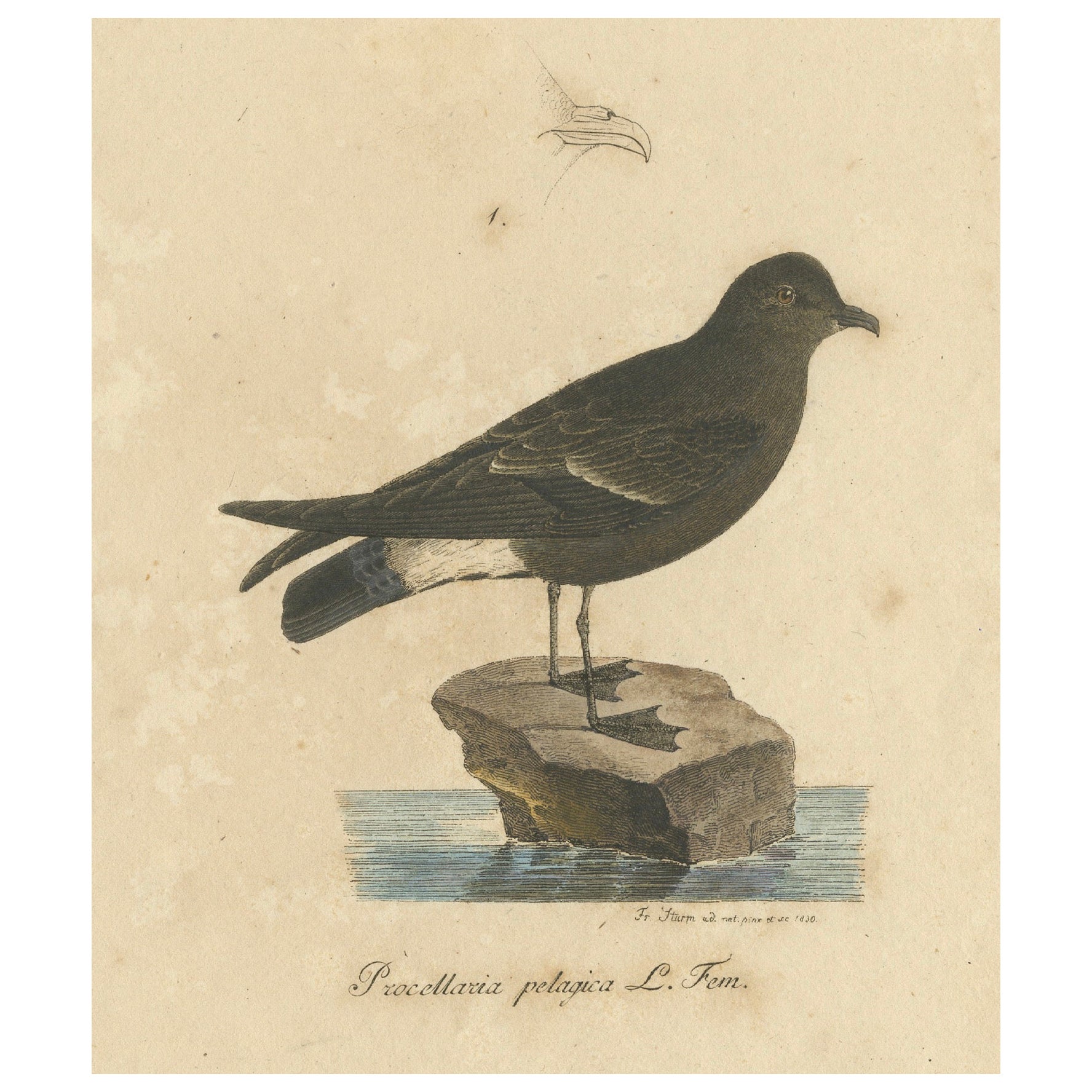Franz Sturm's Illustration: a European Storm Petrel (Procellaria pelagica) 1830 For Sale