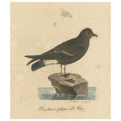 Franz Sturms Illustration: ein europäischer Sturm Petrel (Procellaria pelagica) 1830