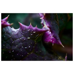 "Leaf Romance", édition limitée, photographie abstraite de Marko Milić