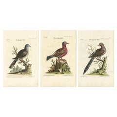 Pigeons exotiques : gravures colorées à la main de l'édition Seligmann, vers 1770