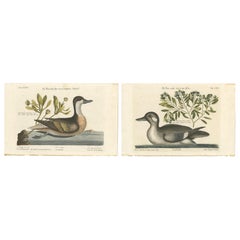 Depictions of Ducks from the Seligmann Edition, after Edwards’ Natural History