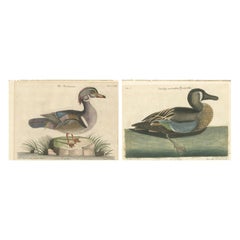 Elegant Ducks of America: Hand-Colored Engravings Published in circa 1770