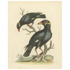 The Greater and Lesser Mino von George Edwards: Ein Paar Hill Mynas (Gracula sp.)