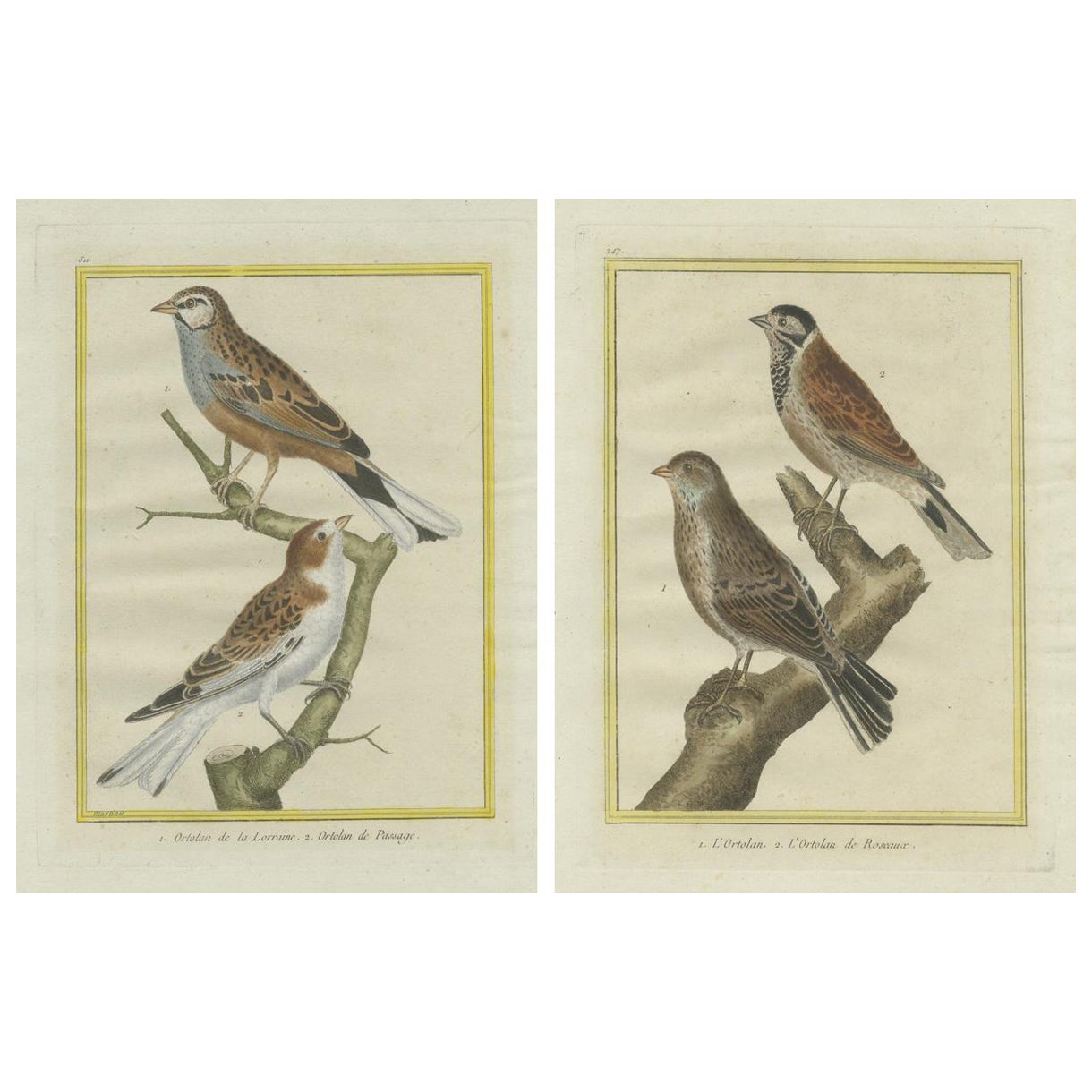 Ortolani dall'Histoire Naturelle des Oiseaux di Martinet (1780)