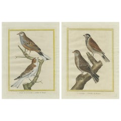 Ortolani dall'Histoire Naturelle des Oiseaux di Martinet (1780)