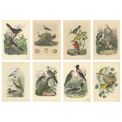 Antique Ornithological Treasures: A Collection of 19th Century Hand-Colored Bird Prints