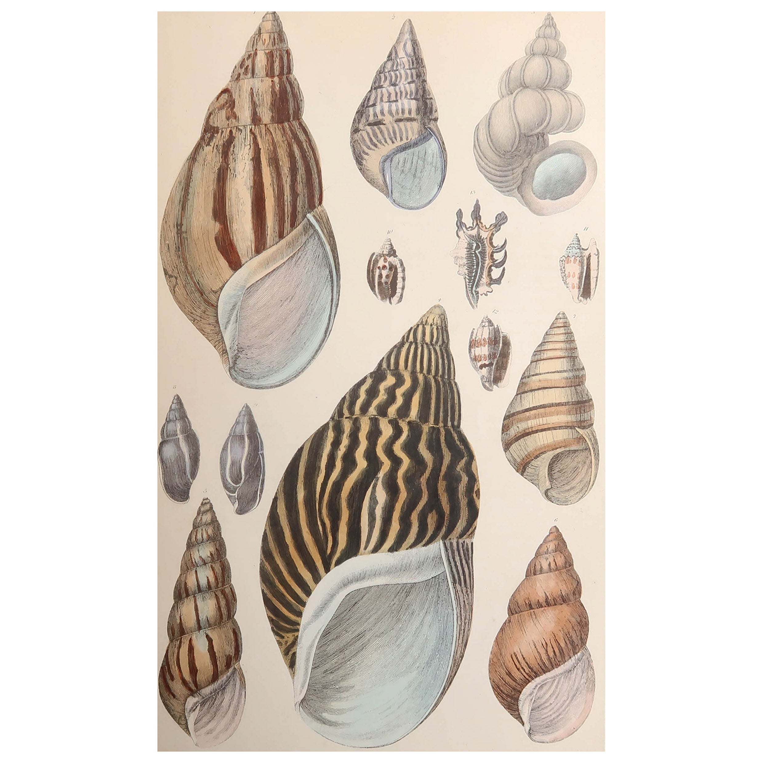 Grabado Antiguo Original de Conchas, 1847 'Sin Marco' en venta