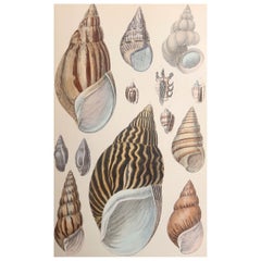 Original Antique Print of Shells, 1847 'Unframed'