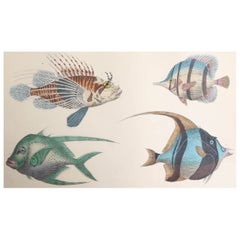 Original Antique Print of Fish, 1847 'Unframed'