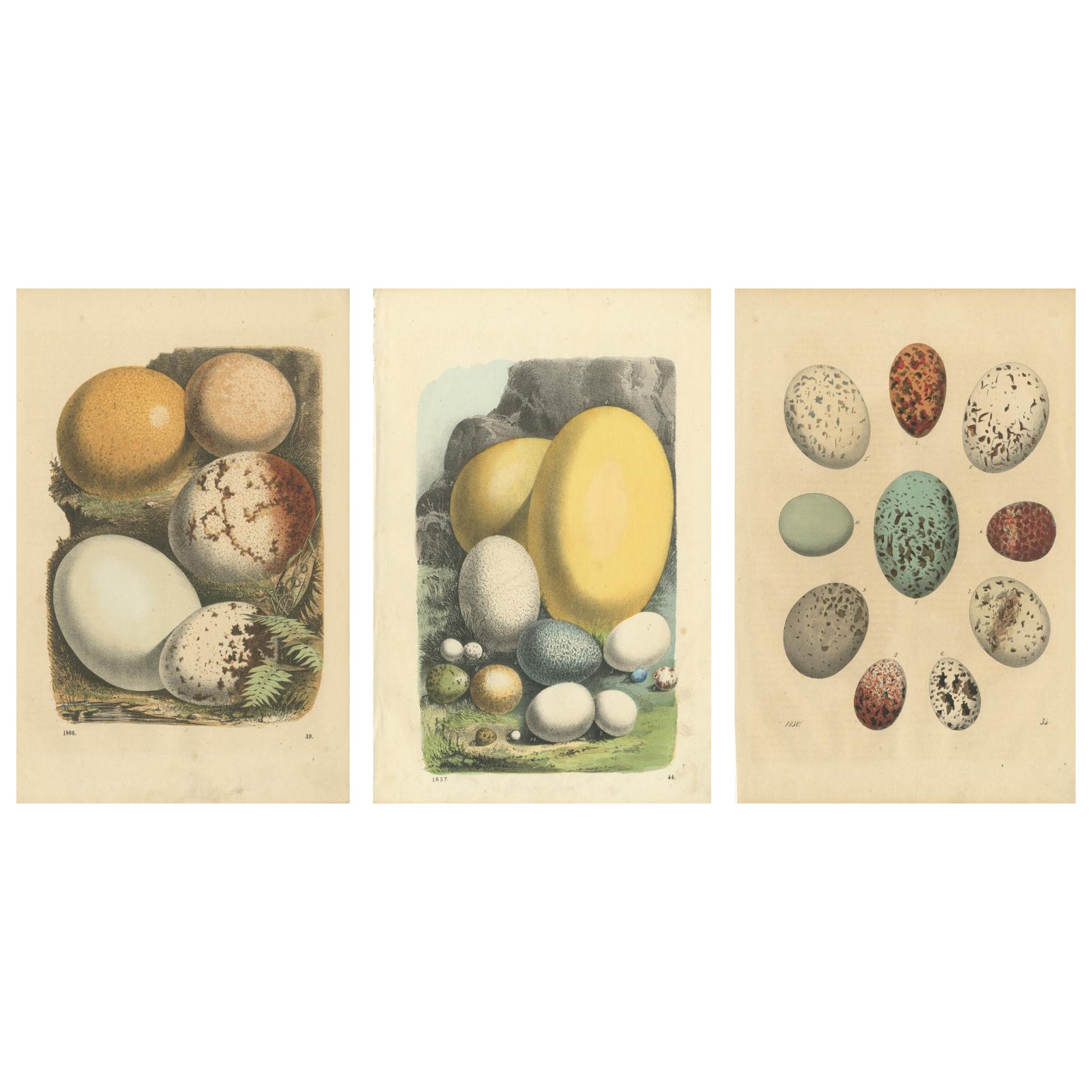 Exquisite Hand-Colored Lithographs of Eggs from Das Buch der Welt (1847)