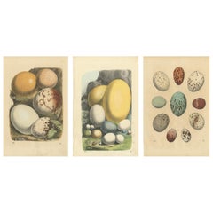 Exquisite Hand-Colored Lithographs of Eggs from Das Buch der Welt (1847)